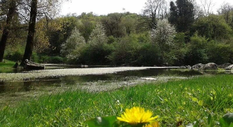 Napušteni psi "okupirali" Blace