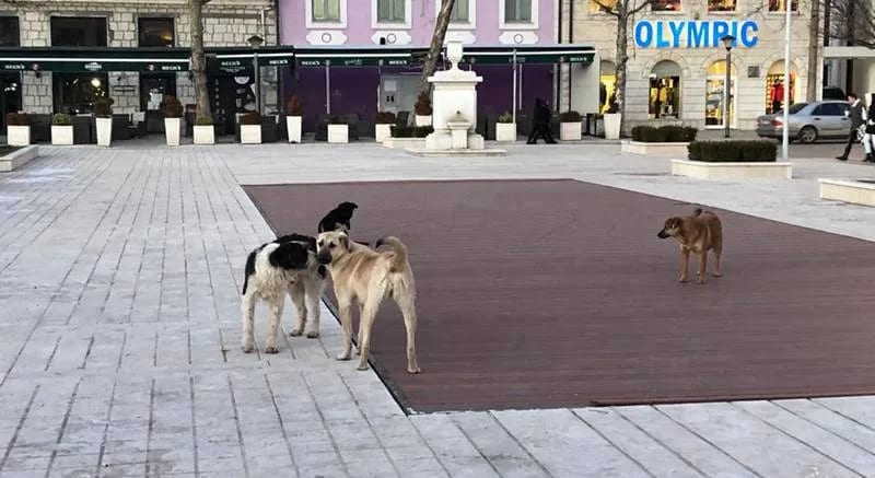 Zbog ujeda pasa Opština za šest godina isplatila oko milion i po eura