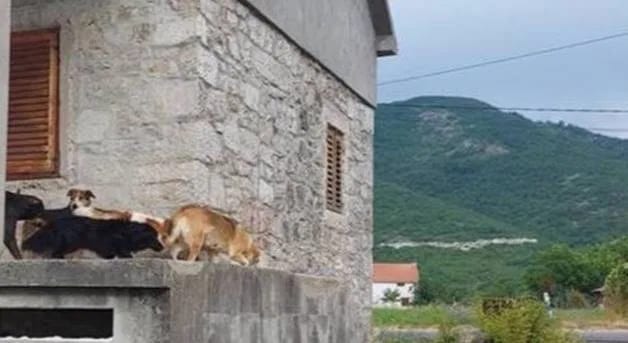 Čitaoci šalju: Vlasnički psi ugrožavaju bezbjednost, uništavaju usjeve...