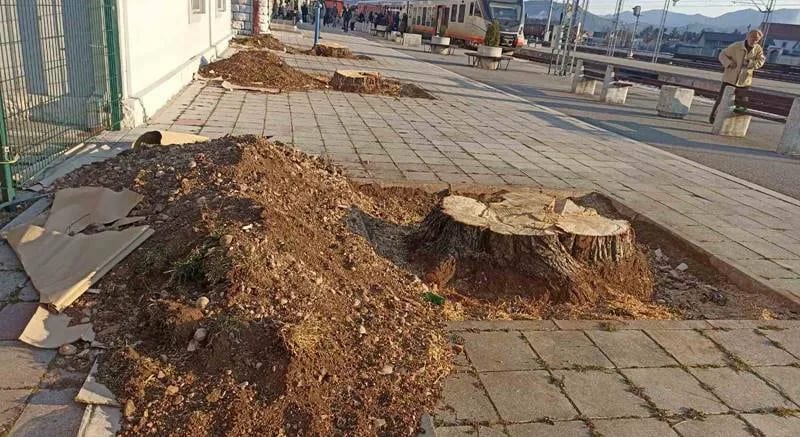 Posjekli stara da bi zasadili nova stabla
