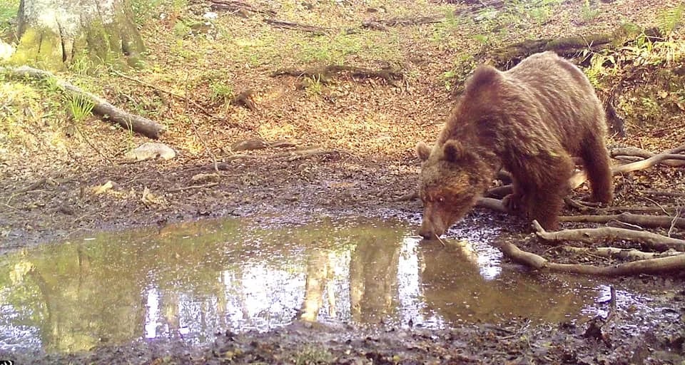 FOTO: Zavirite u životinjsko bogatstvo PP "Piva"