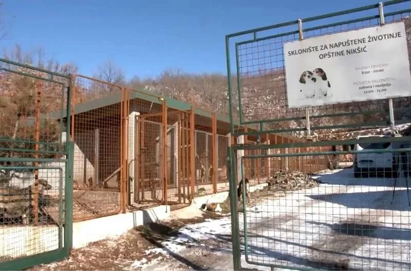 Skandalozan nastup upravnika azila: Eutanazija jedino rješenje za problem pasa lutalica u Nikšiću