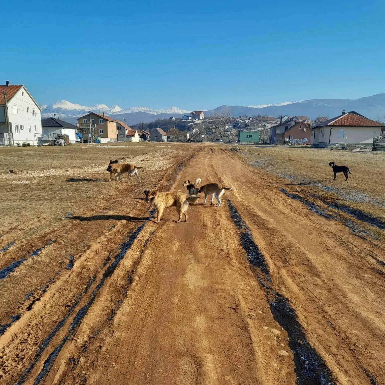 Psi lutalice u blizini OŠ “Braća Ribar”: "Djeca ne mogu bez pratnje u školu"