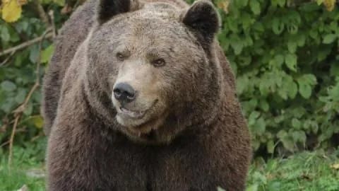Hitno pronaći povrijeđenog medvjeda