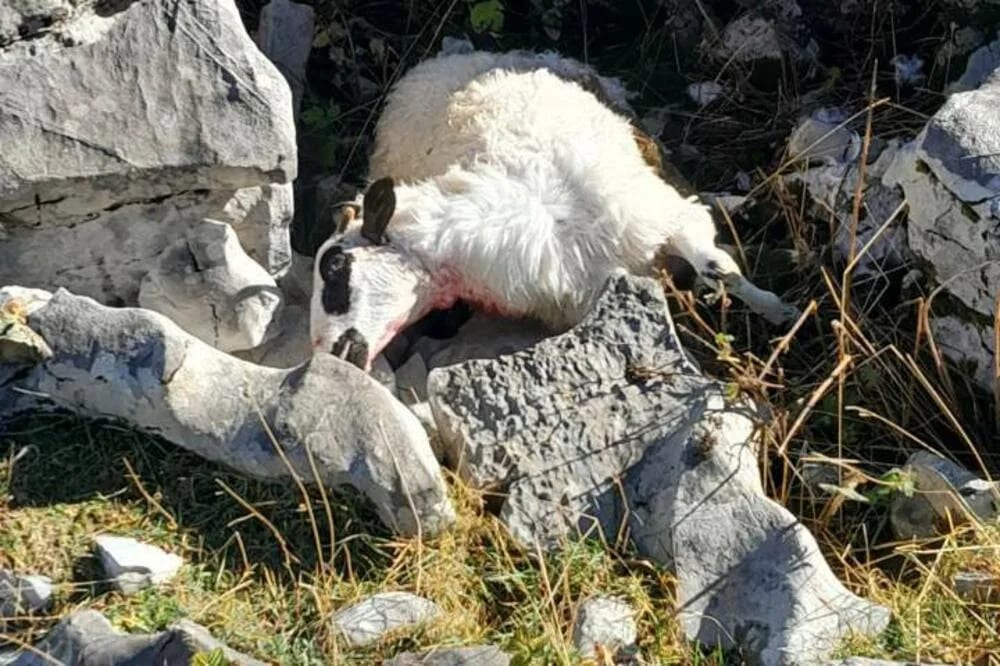 Vukovi desetkovali stado Nikšićanina