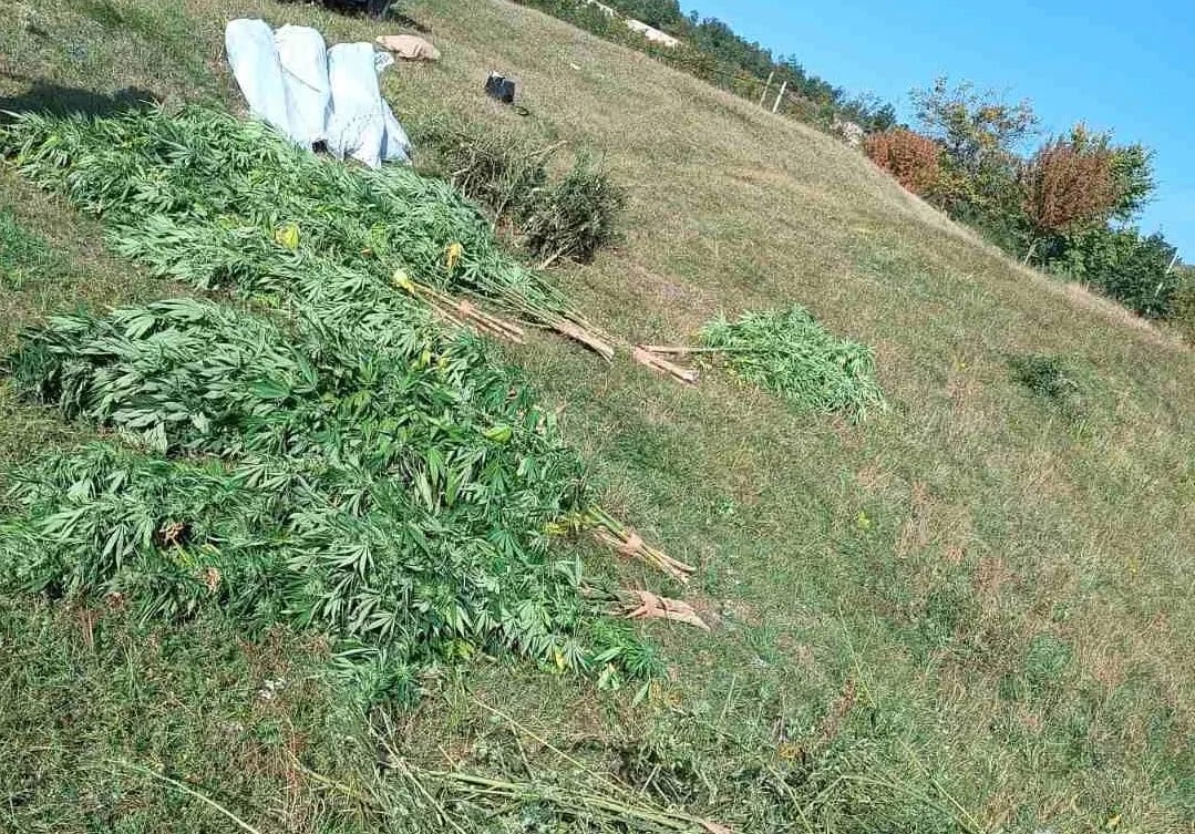 Pronađena plantaža marihuane, uhapšene dvije osobe