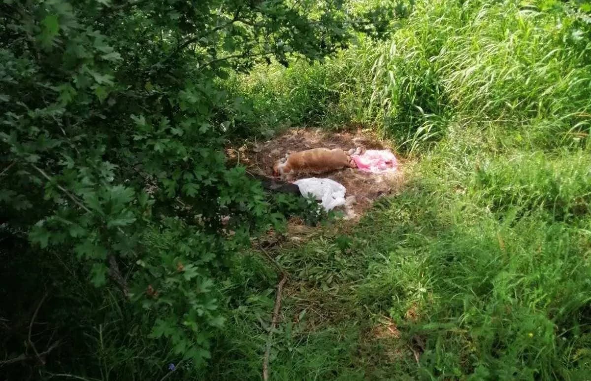 ČITAOCI ŠALJU: Leševi pasa u parku Blace, prijeti širenje zaraze