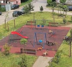 ČITAOCI ŠALJU: Zbog pasa lutalica, igralište kod ''Meandera'' nebezbjedno za djecu