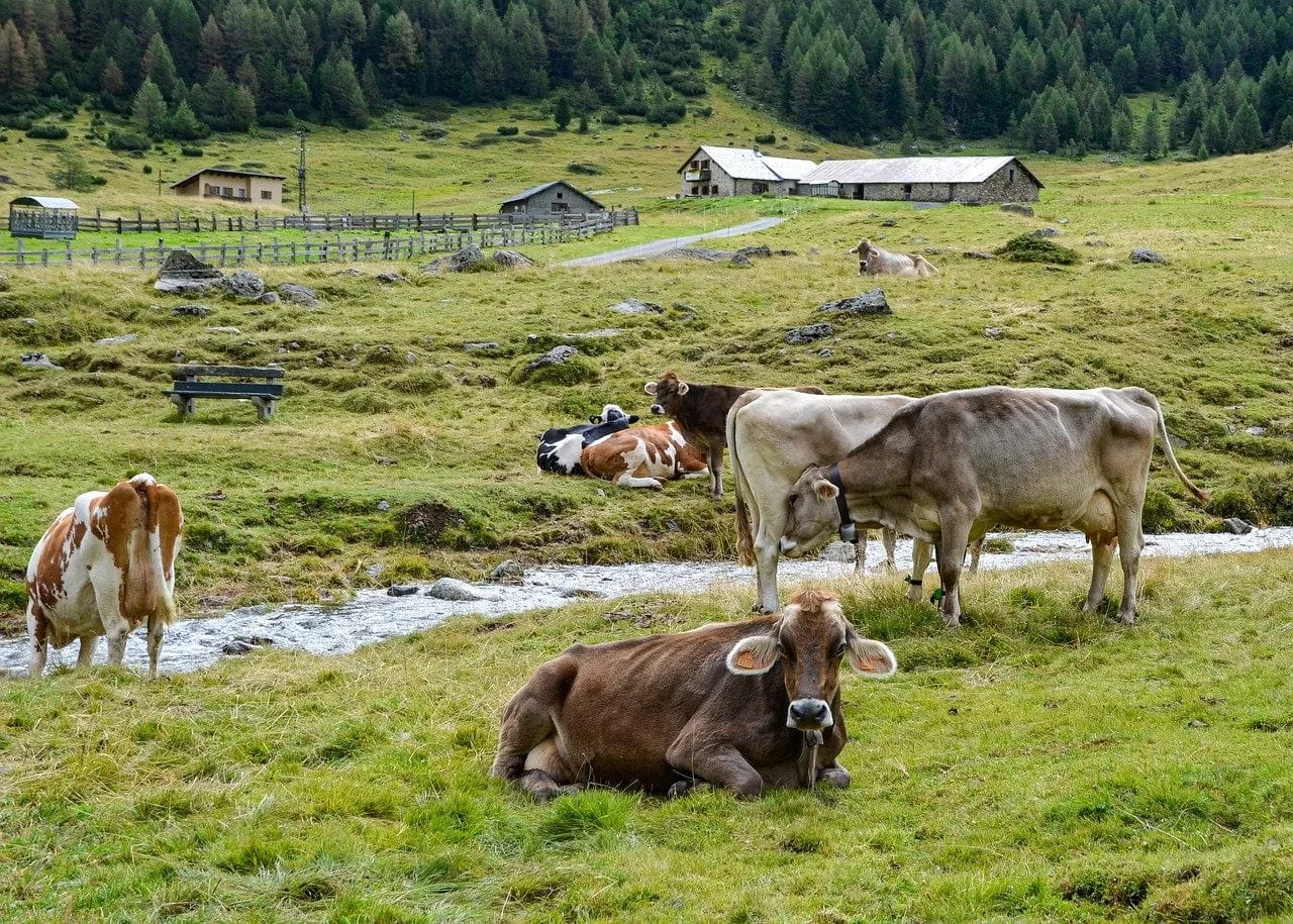 Za tri godine ostali bez 10.000 krava, manje i ovaca i svinja