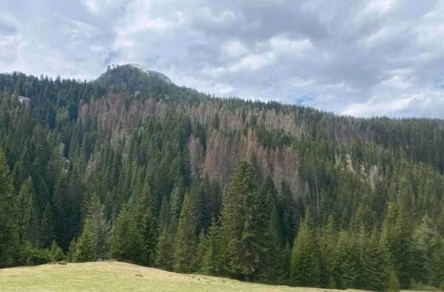 Potkornjak uništava stabla, angažovanost drvoprerađivača izostaje