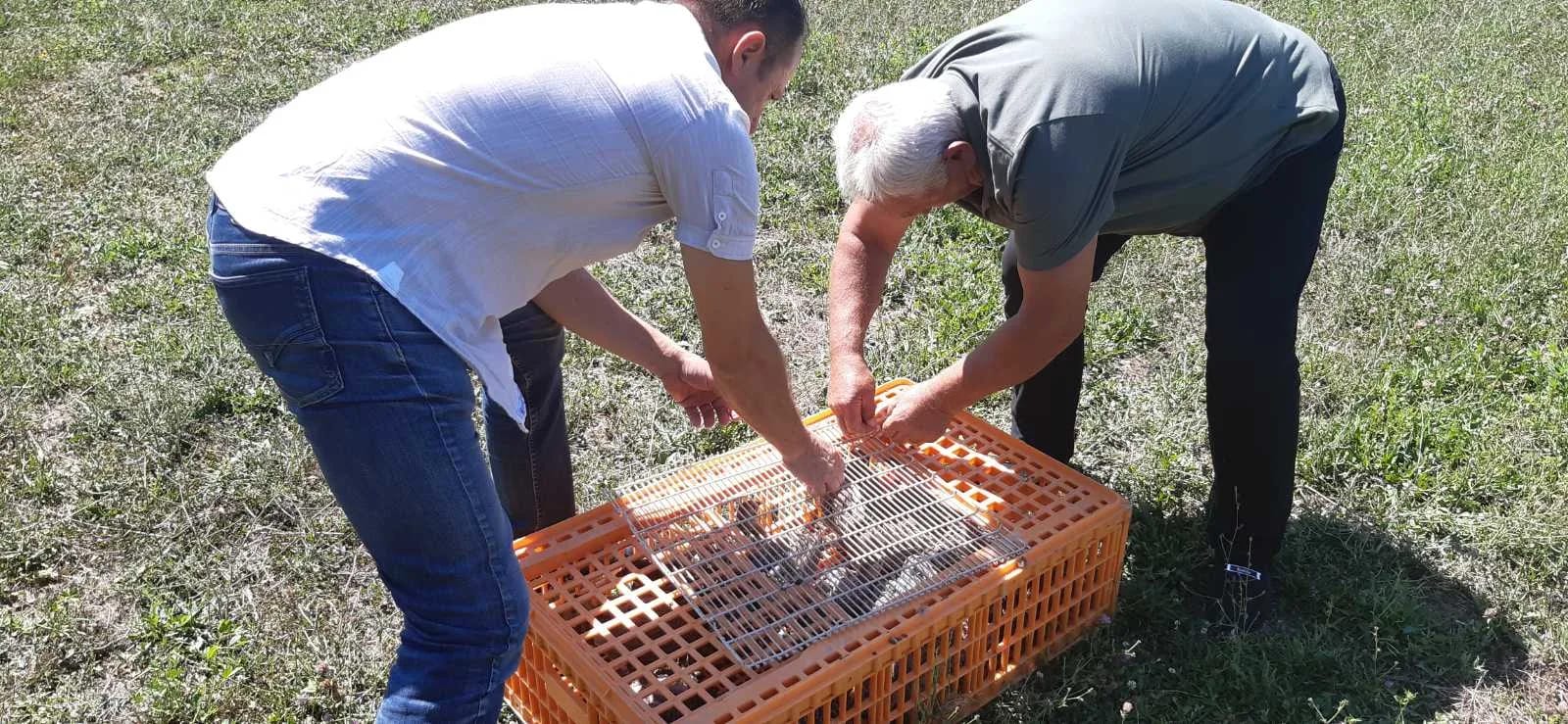 Lovačka tradicija i saradnja: Četrdeset fazana pušteno u Nikšiću