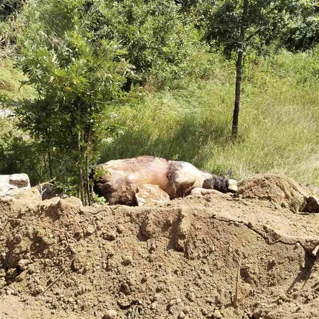 Eutanazirane životinje prebačene na lokaciju u Bogetićima, mještani traže da ministar i Inspekcija izađu na lice mjesta