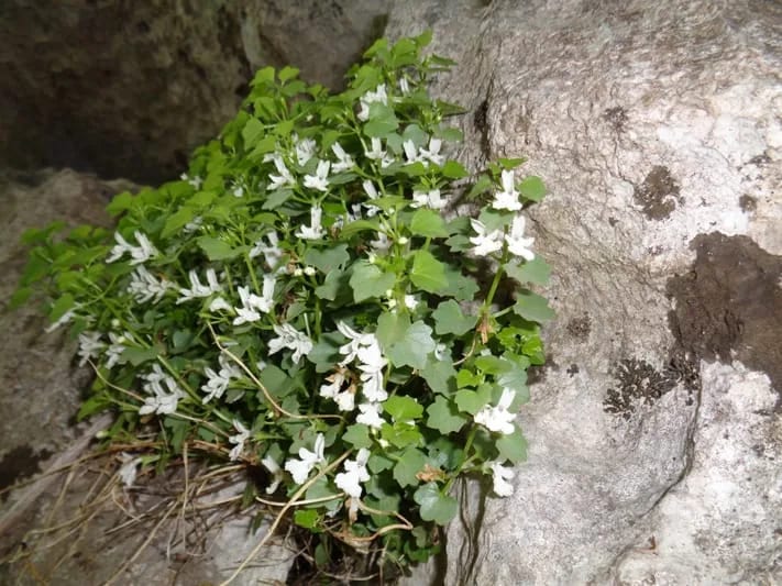 Otkrivena nova biljka - petrolamium crnojevicii