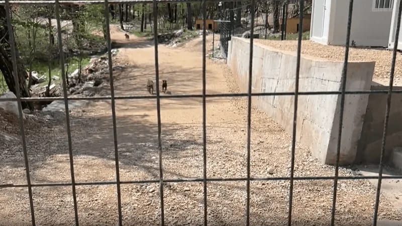 Proširenjem azila djelimično će se riješiti problem pasa lutalica u Nikšiću
