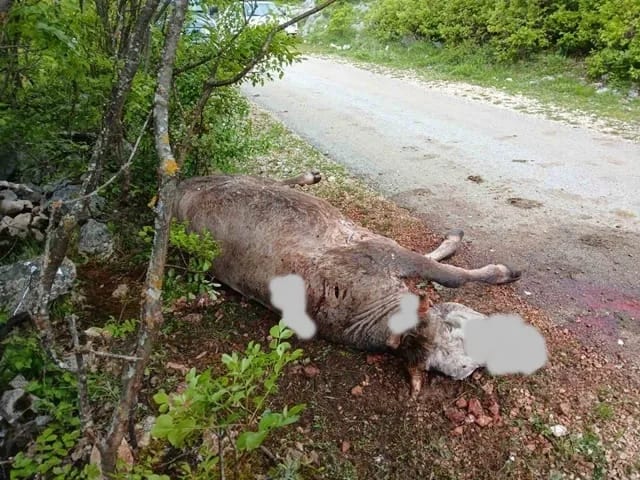 Medvjed ubio kravu u golijskom selu Štitari