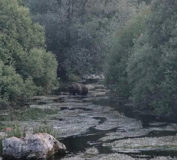FOTO: Medvjedi sve bliže kućama, snimljen u Rastovcu