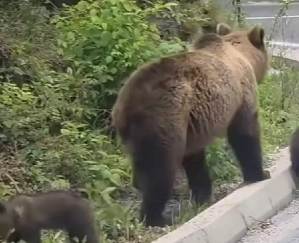 (VIDEO) Medvjedica sa dva mečeta kod Tare