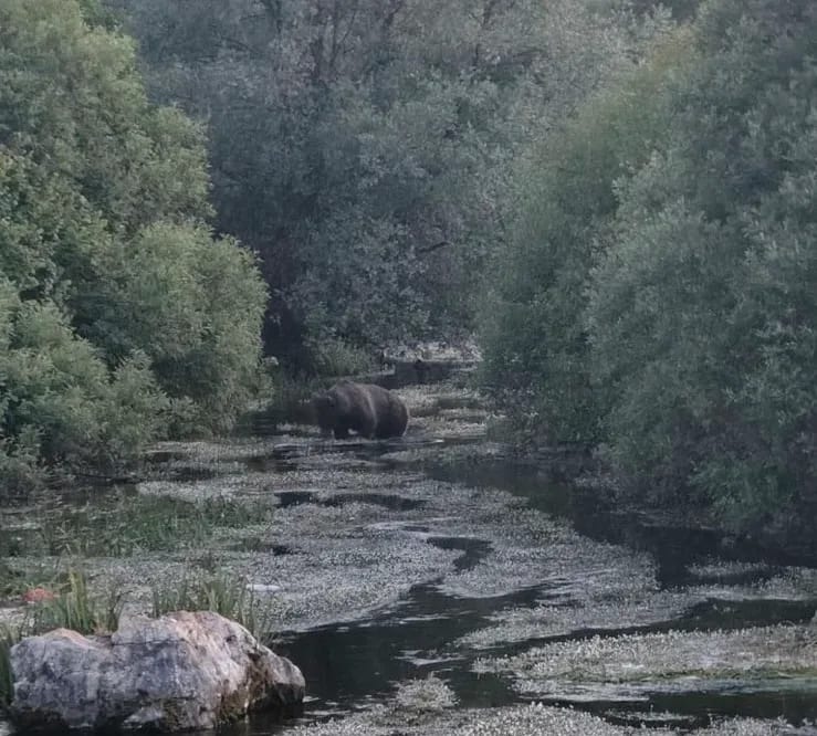 Klimatske promjene, nedostatak hrane i ljudski uticaj dovode medvjede blizu naseljenih mjesta
