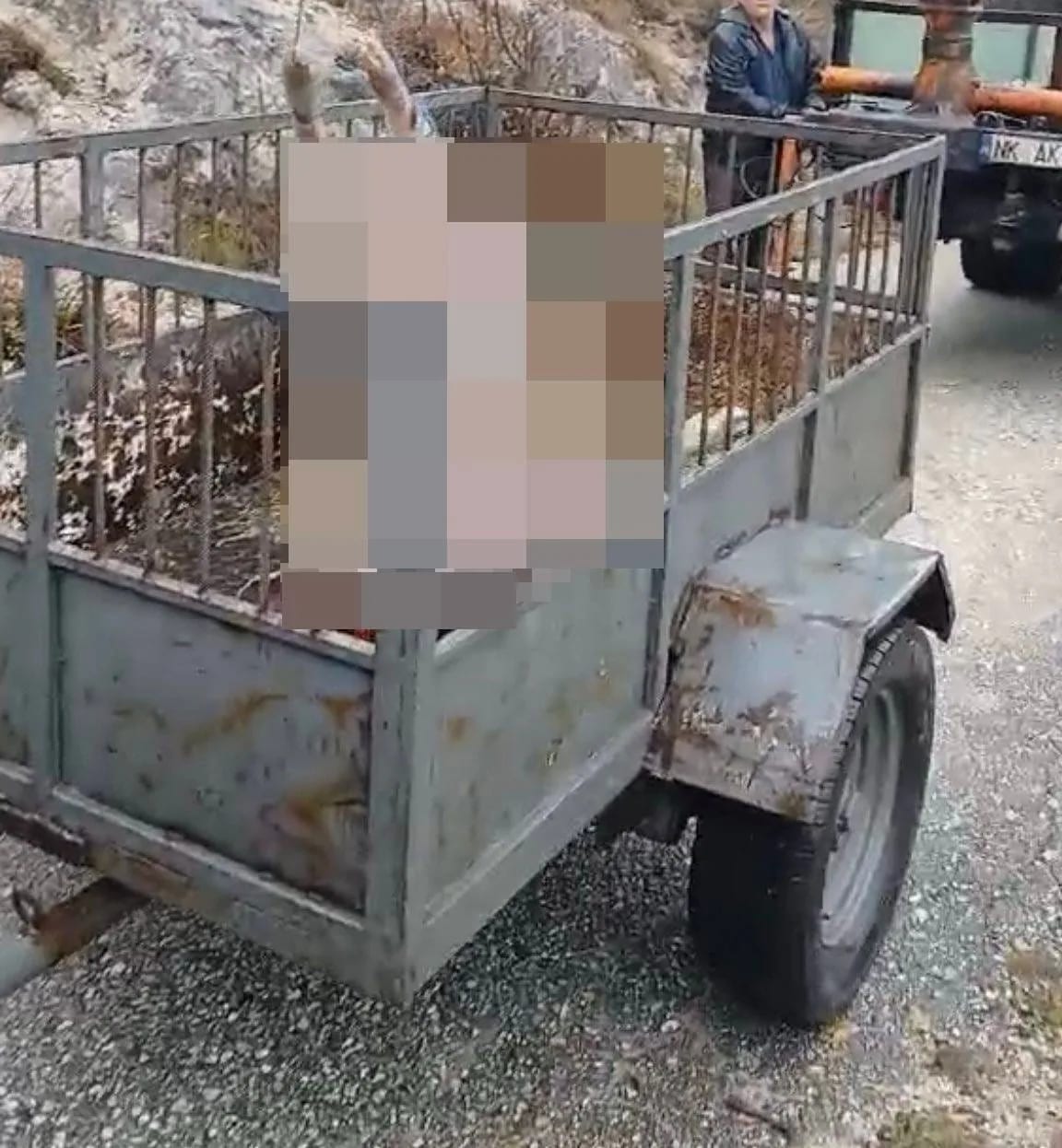 Uklonjen leš svinje sa obale Gornjepoljskog vira