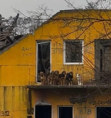 Tri Nikšićanke već 10 godina pokušavaju da pomognu u rješavanju problema napuštenih pasa u Blacama