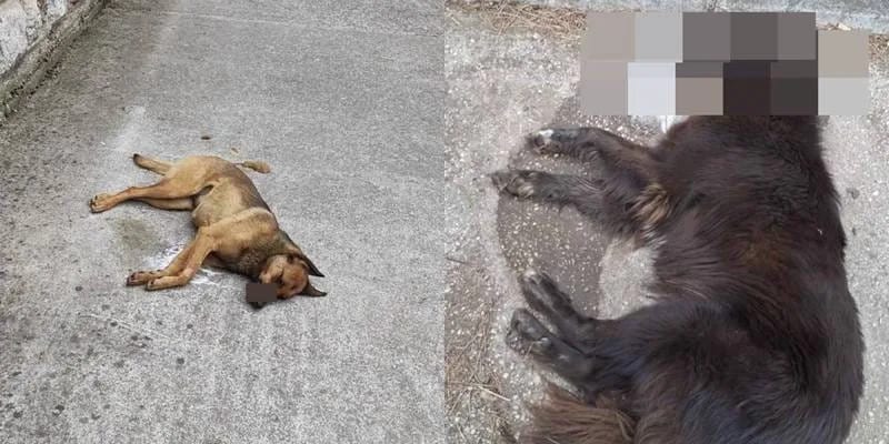 Sumnja na trovanje pasa u Nikšiću: Dvije lutalice uginule