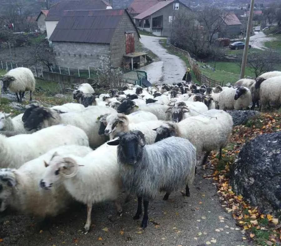 Stočari skupo plaćaju uvoz jagnjadi i ušne markice