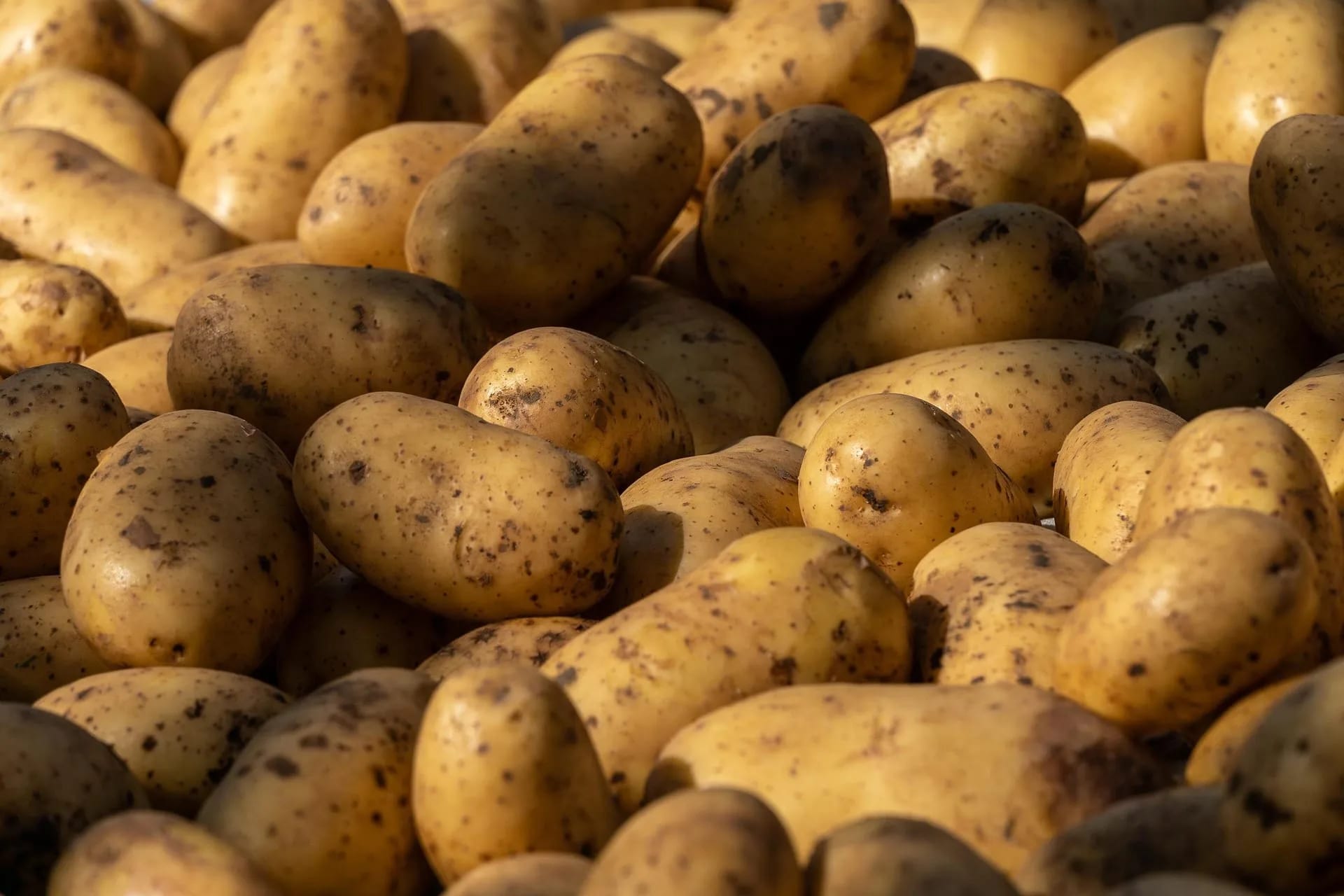 Kontrolisano više od 2.200 pošiljki: Uništeno 7,5 tona krompira i 520 kilograma mladog luka