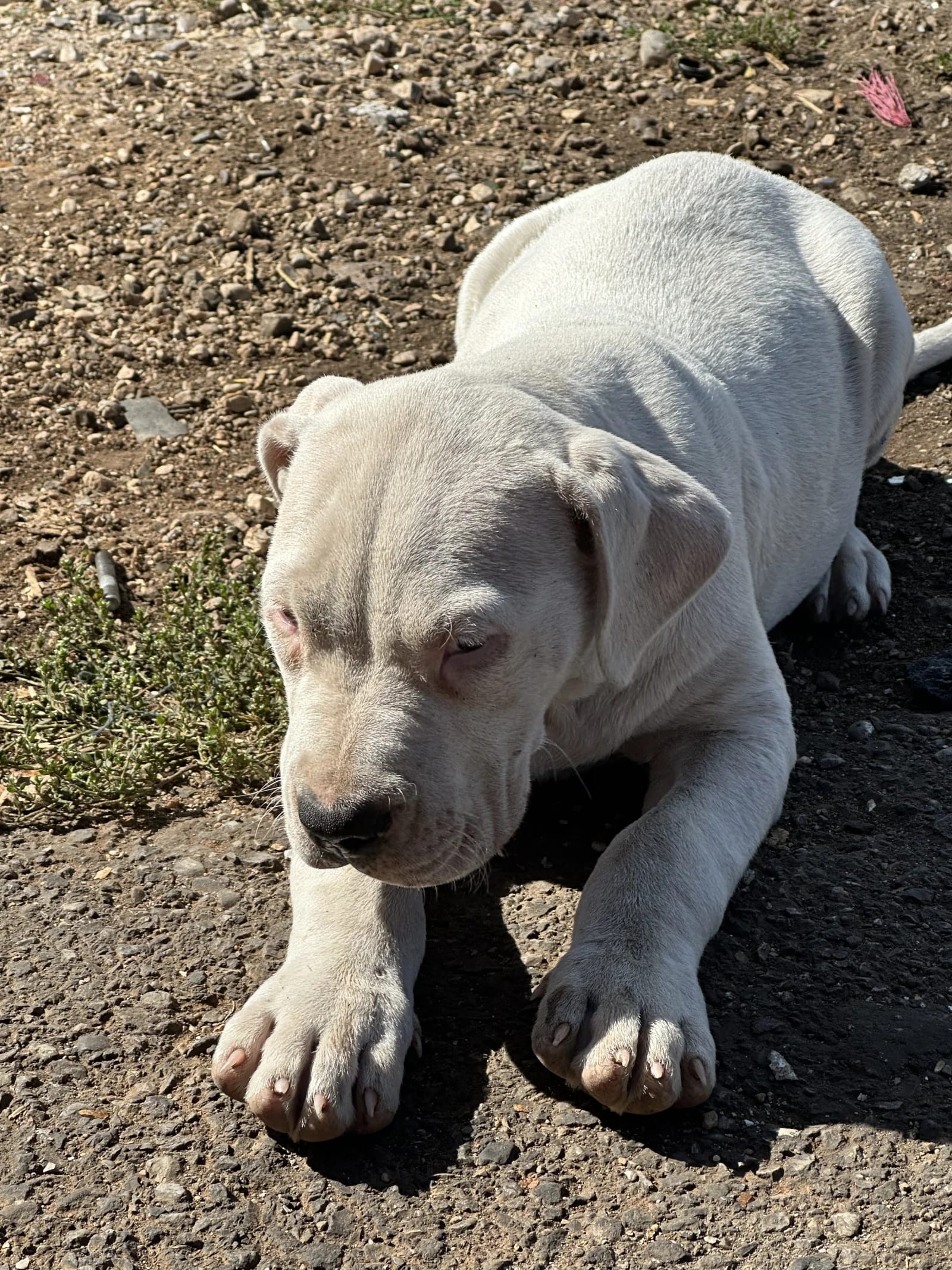 Prodajem štenad Dogo Argentino