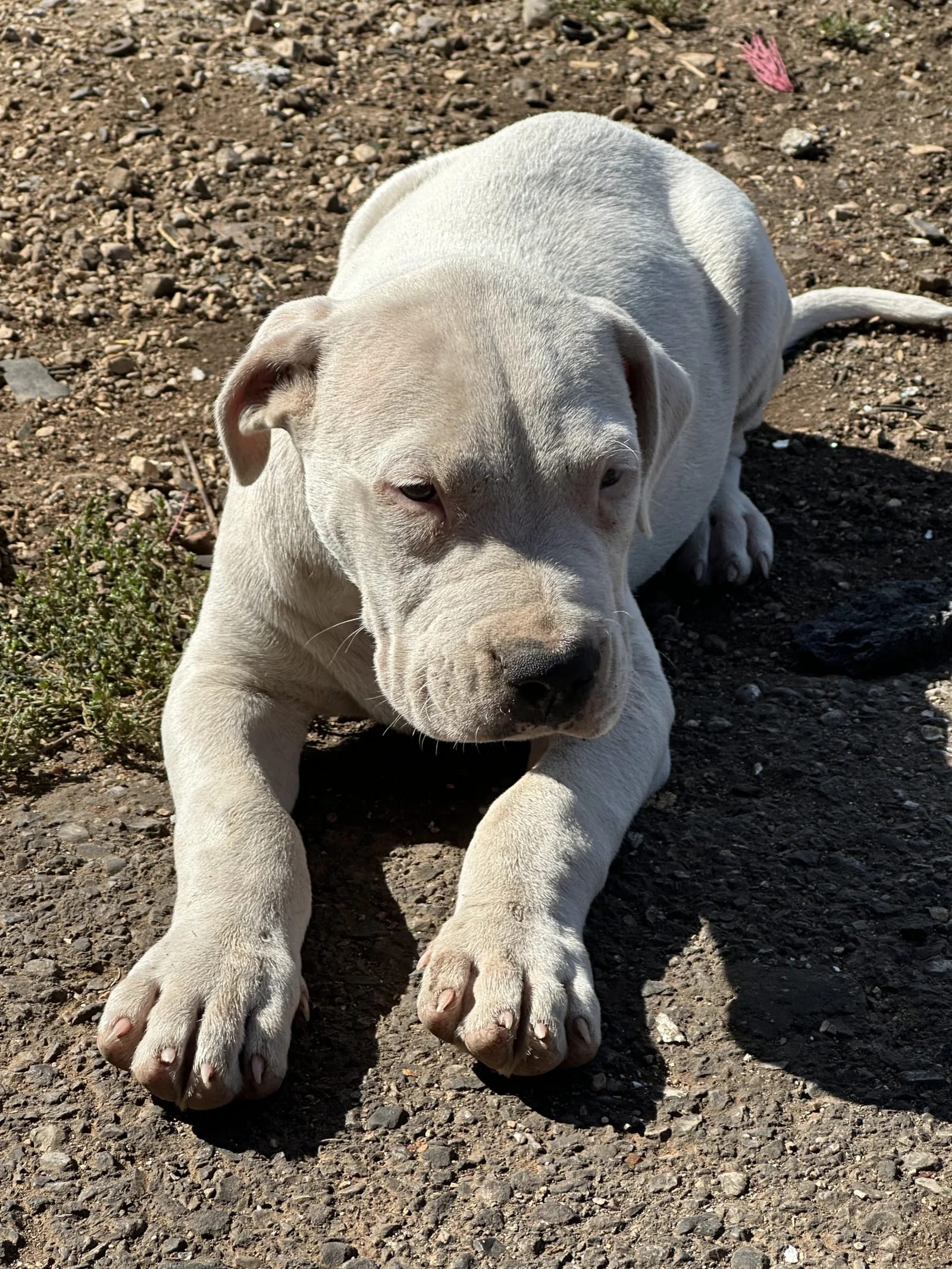 Prodajem štenad Dogo Argentino