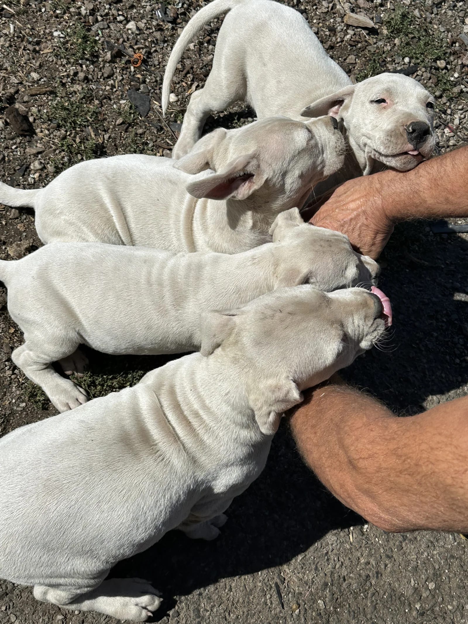 Prodajem štenad Dogo Argentino