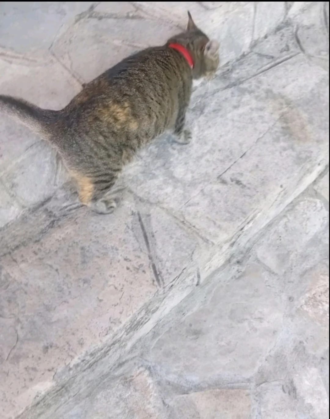Pomoć za pronalaženje mace