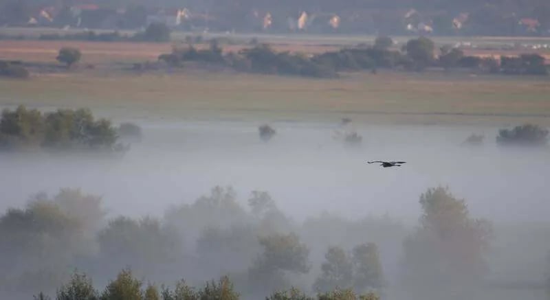 Nikšićko polje važna stanica u letu za opstanak