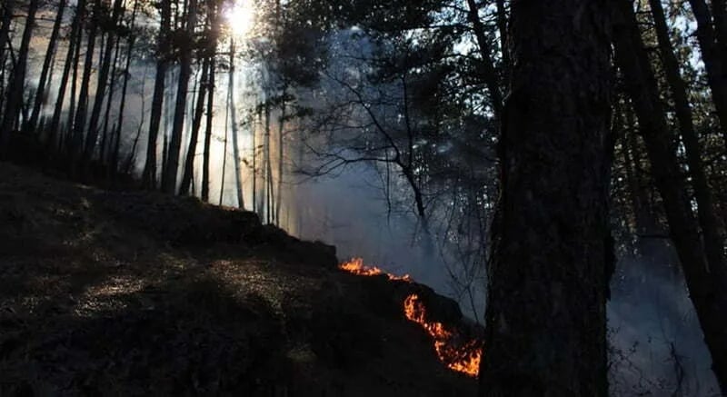 Uprava za šume: Građani da se uzdrže od paljenja vatre na otvorenom