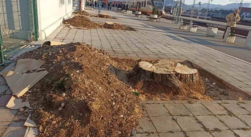 Posjekli stara da bi zasadili nova stabla