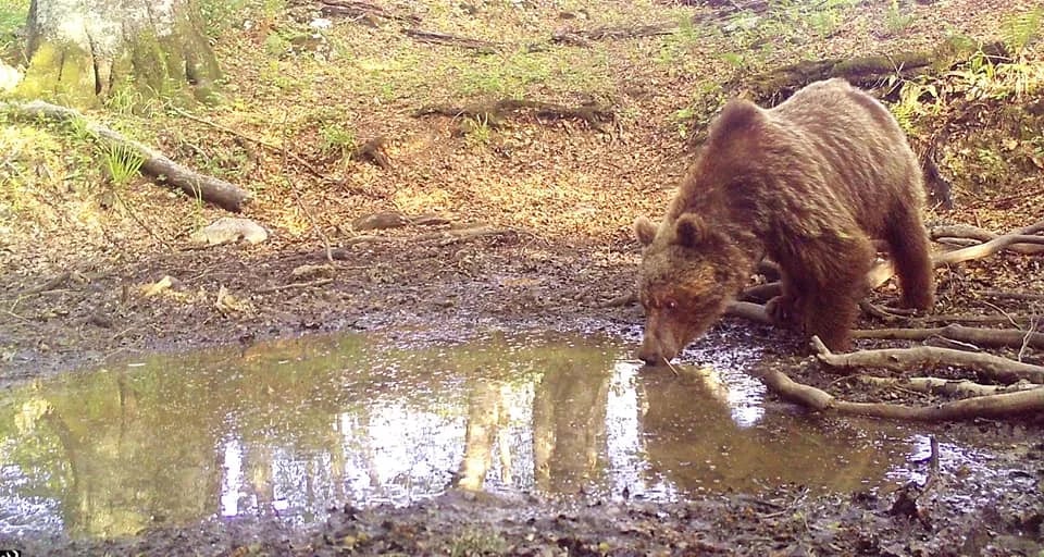 FOTO: Zavirite u životinjsko bogatstvo PP "Piva"