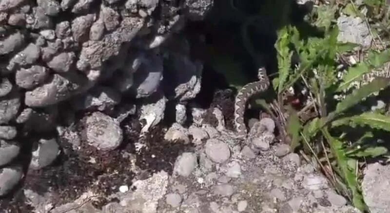 Sve veći broj zmija u okolini jezera i rijeka (VIDEO)