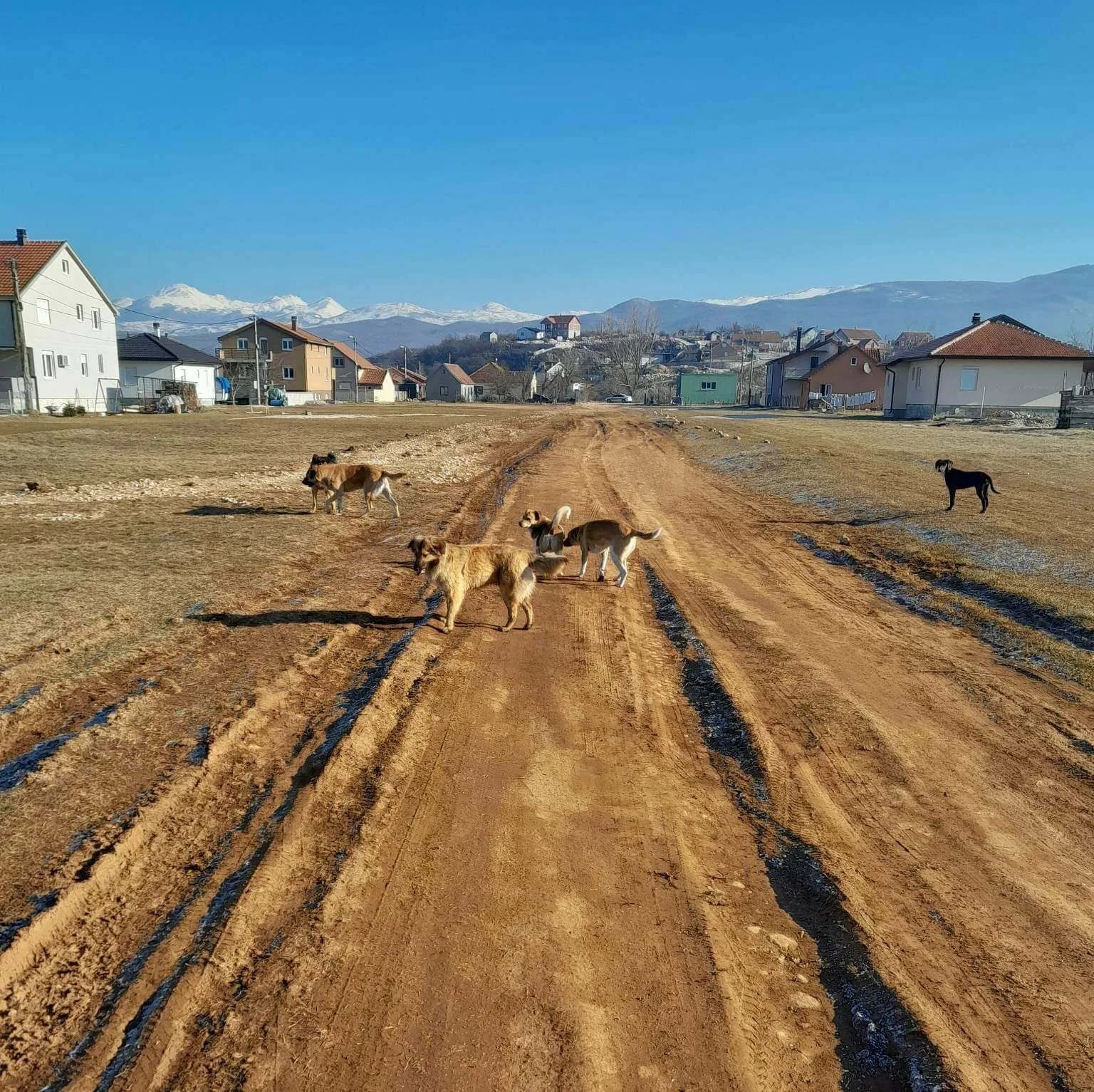 Psi lutalice u blizini OŠ “Braća Ribar”: "Djeca ne mogu bez pratnje u školu"