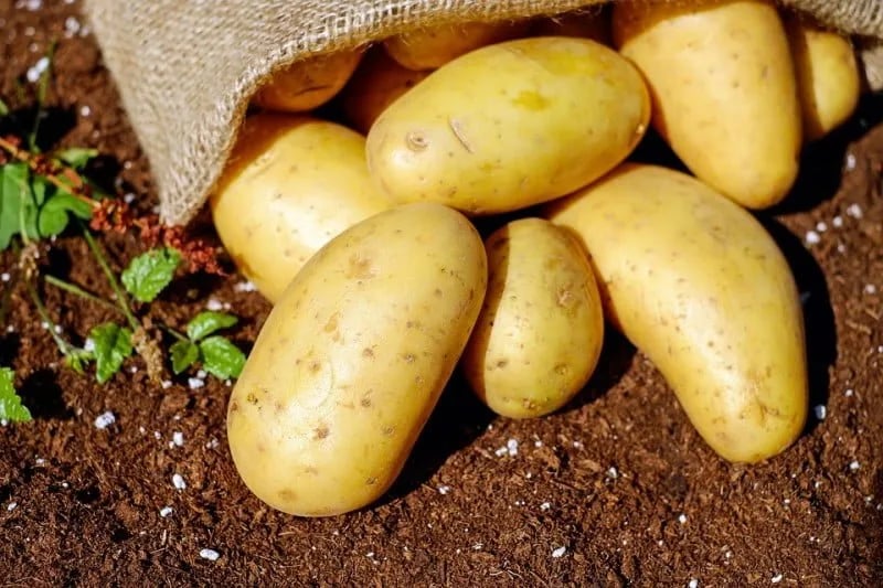 Spriječen uvoz 34.000 kilograma krompira zbog lošeg kvaliteta