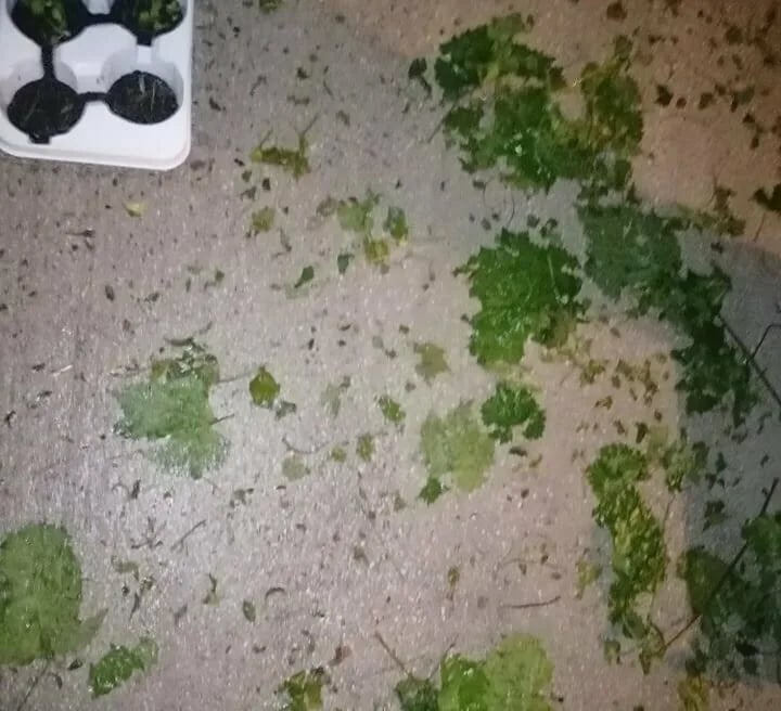 ČITAOCI ŠALJU: Jučerašnje nevrijeme uništilo bašte, voćnjake...