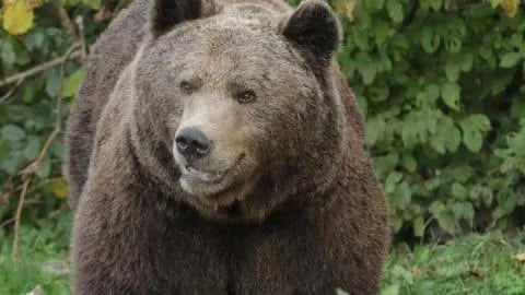 Hitno pronaći povrijeđenog medvjeda