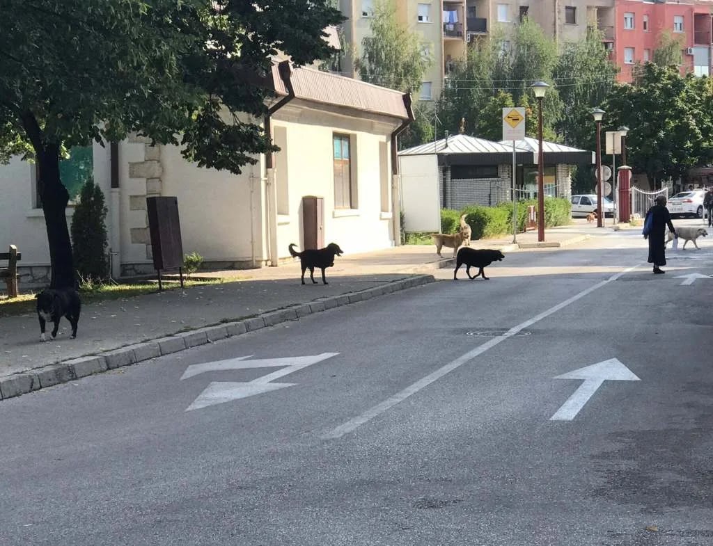Opština raspisuje novi tender za karantin u Studenačkim glavicama