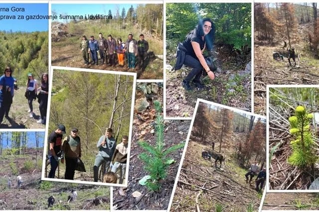 U Nikšiću i Plužinama posađeno blizu 20.000 sadnica