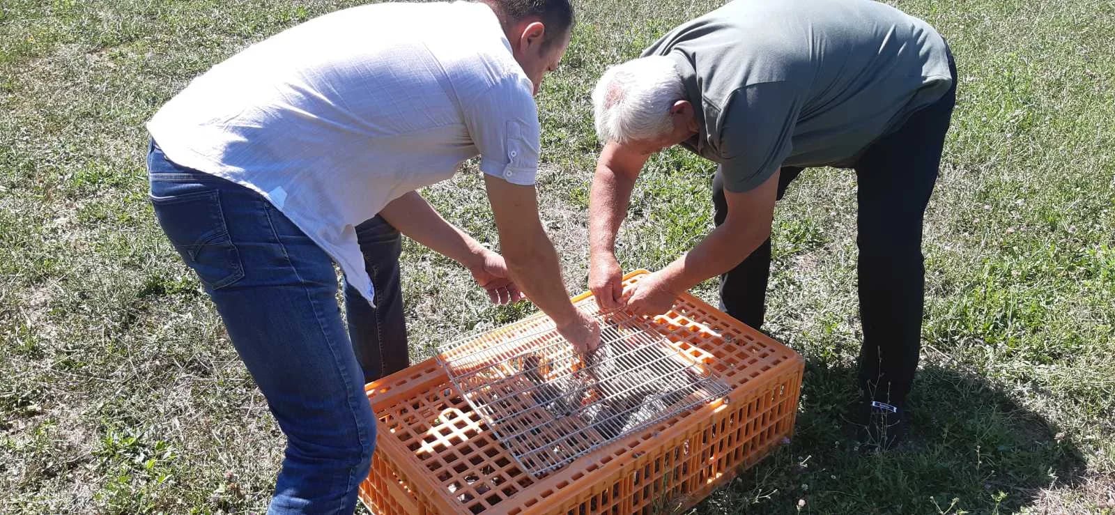 Lovačka tradicija i saradnja: Četrdeset fazana pušteno u Nikšiću