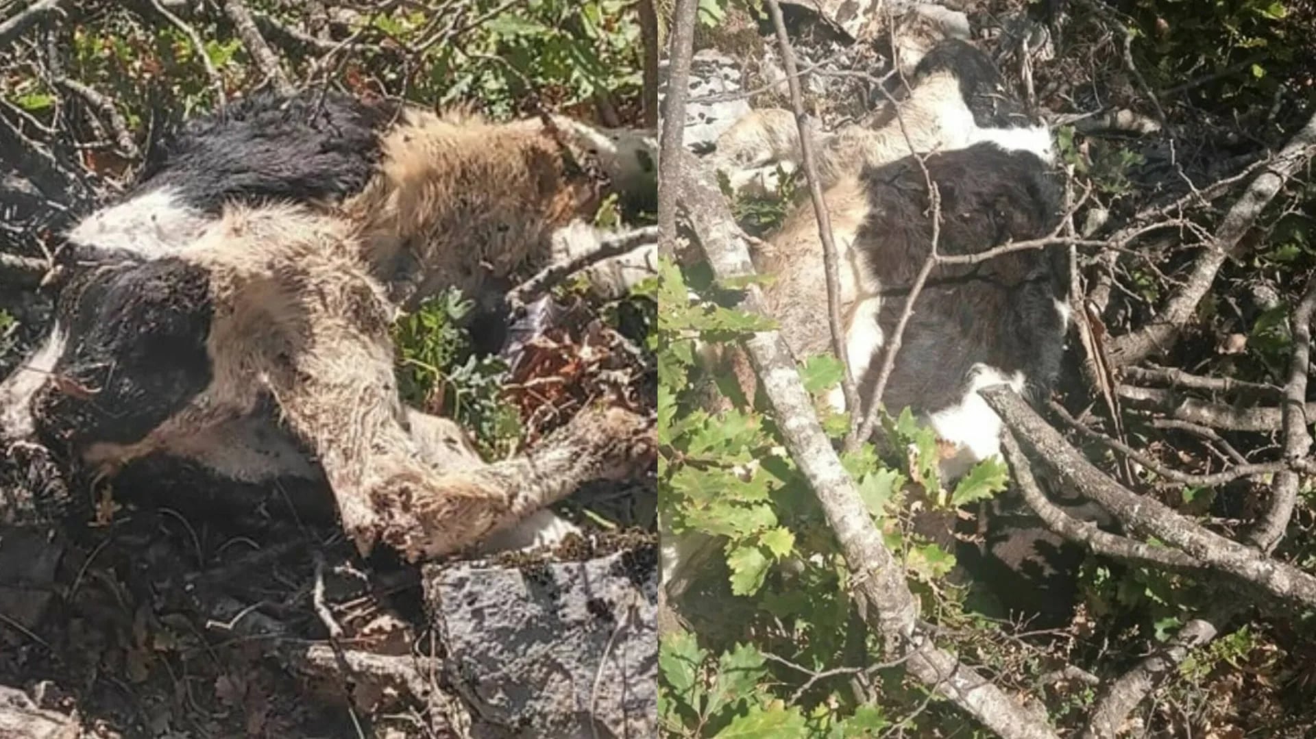 FOTO: Uginula stoka odbačena u selu Šume