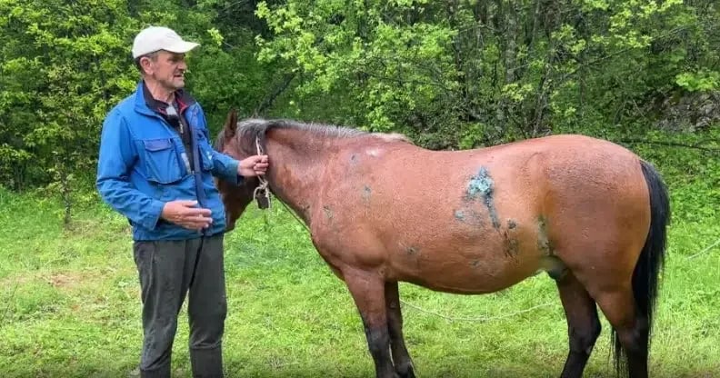 Mještani u strahu, lovci u čudu, medvjed ubija goveda, ovce, uništava pčelinjake, ‘pridružili’ se i vukovi