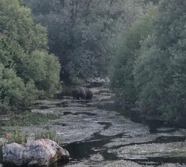 Klimatske promjene, nedostatak hrane i ljudski uticaj dovode medvjede blizu naseljenih mjesta