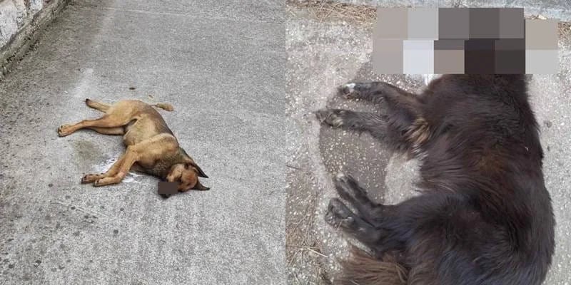 Sumnja na trovanje pasa u Nikšiću: Dvije lutalice uginule