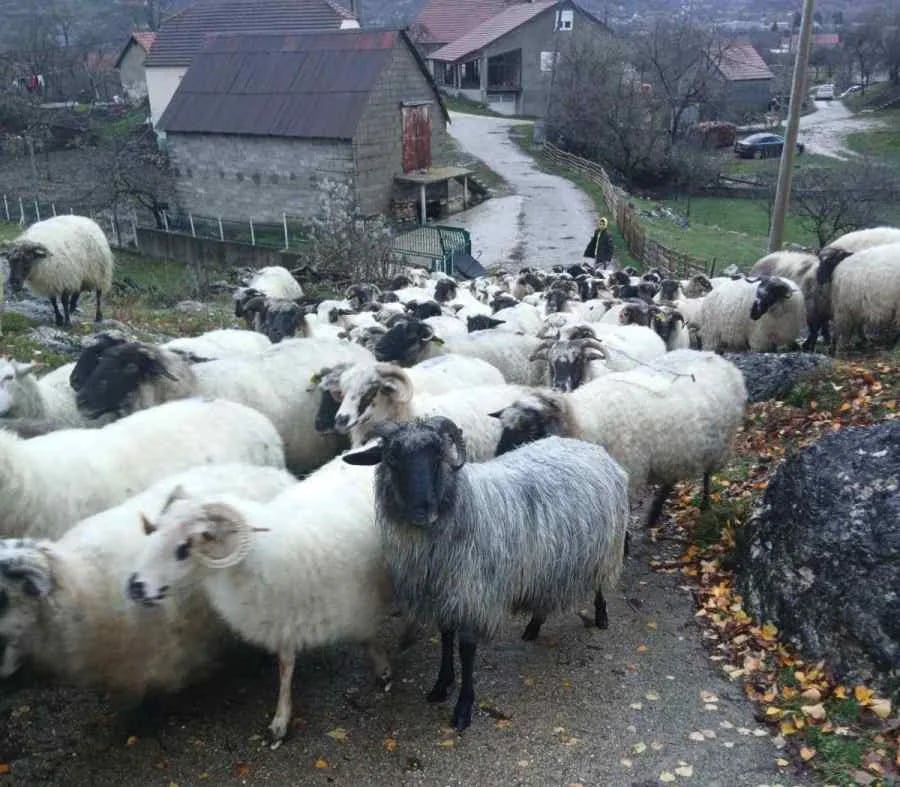 Stočari skupo plaćaju uvoz jagnjadi i ušne markice