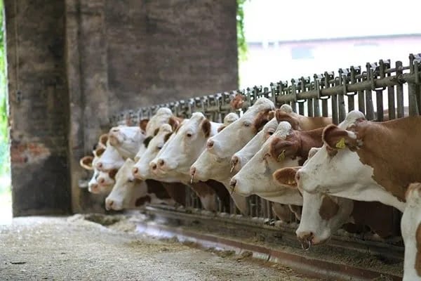 Mjere dodatne podrške za sektor govedarstva, svinjarstva i živinarstva