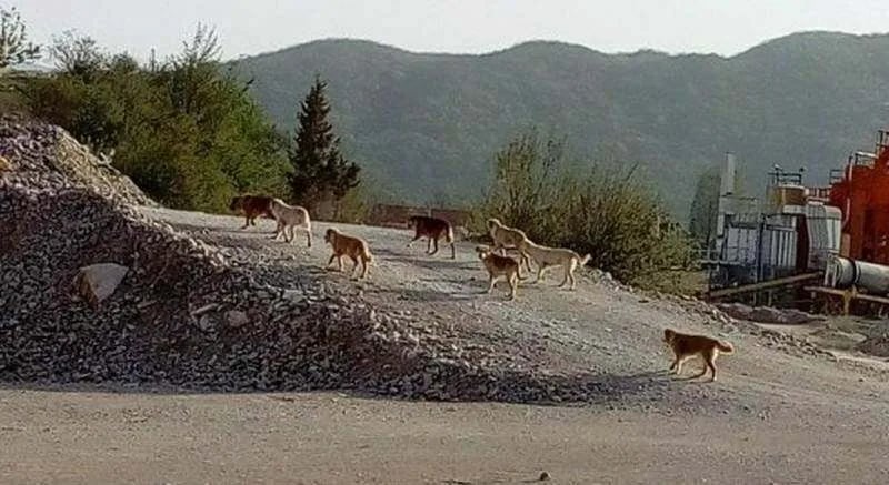 Čopor pasa lutalica zaklao jagnjad, pa napao i domaćina u Gvozdenicama